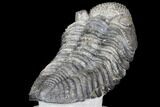 Drotops Trilobite With White Patina - Great Eyes! #146602-5